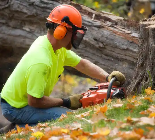 tree services Brooklyn Heights